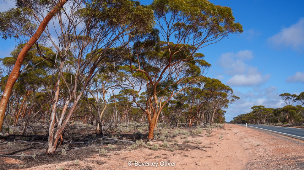 A scenic view of a dirt road lined with trees featuring smooth, reddish bark, set against a backdrop of blue sky and scattered clouds. The landscape includes sparse shrubbery and a peaceful, natural environment.