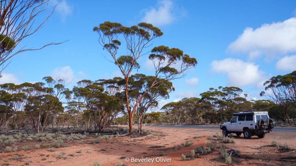 A remote landscape featuring eucalyptus trees along a dirt road, with a white four-wheel-drive vehicle parked on the side. The sky is partly cloudy with blue patches.