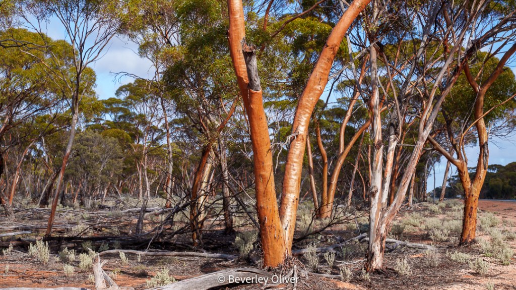 A picturesque view of a wooded landscape featuring tall, slender eucalyptus trees with smooth, reddish-brown bark against a blue sky, accented by green foliage and scattered underbrush.