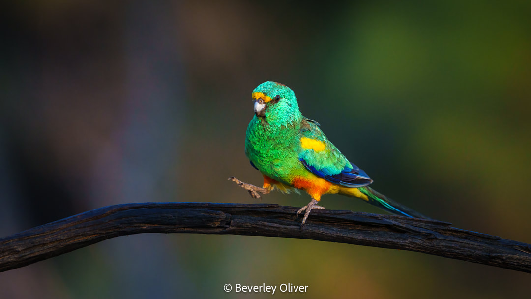 A vibrant green and orange parrot perched on a branch, with a blurred natural background.