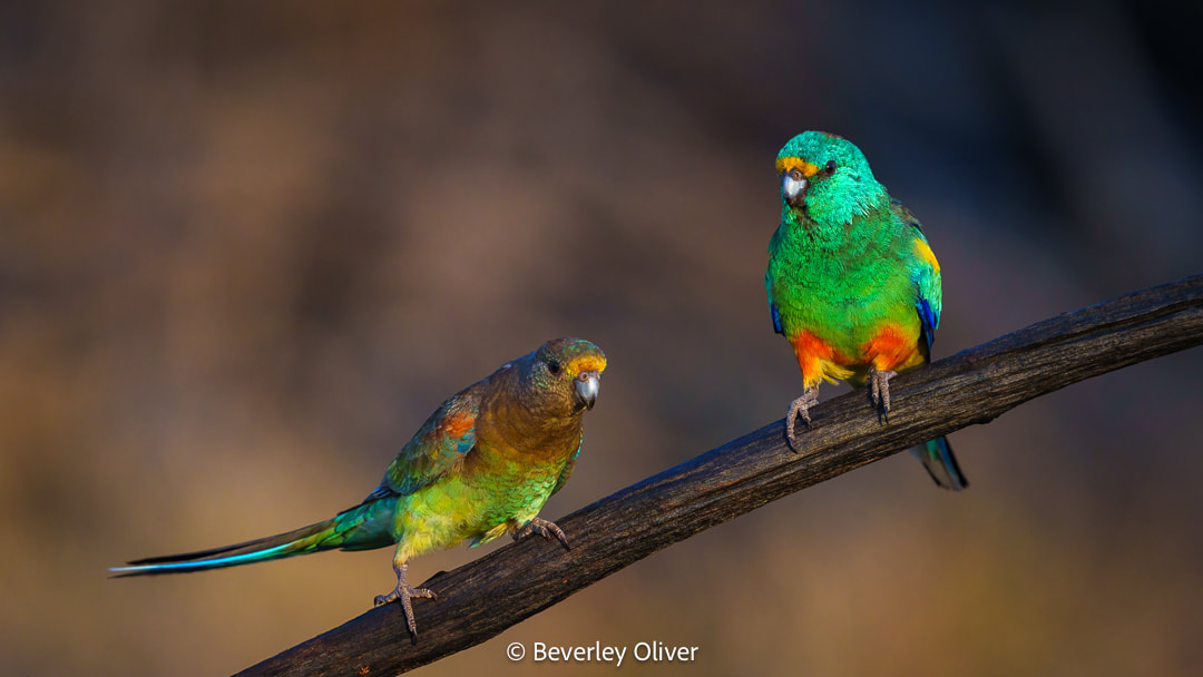 Two colorful parrots perched on a branch, displaying vibrant green, blue, and orange feathers.