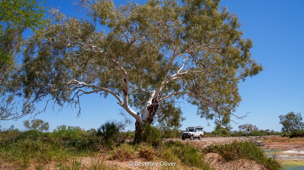 A large white-barked tree standing in a natural landscape, with a vehicle parked nearby under a clear blue sky.