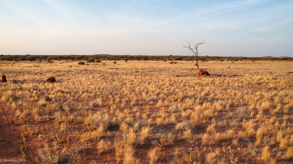 Wide view of an arid landscape with dry grass and a solitary dead tree against a sunset sky.