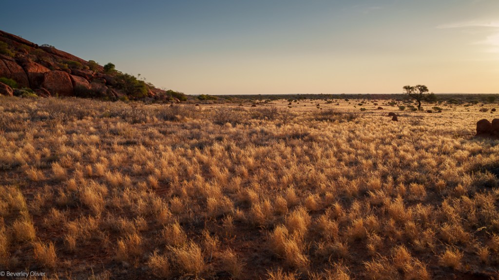 Wide view of an arid landscape featuring dry grass and scattered rocks under a clear sky during sunset.