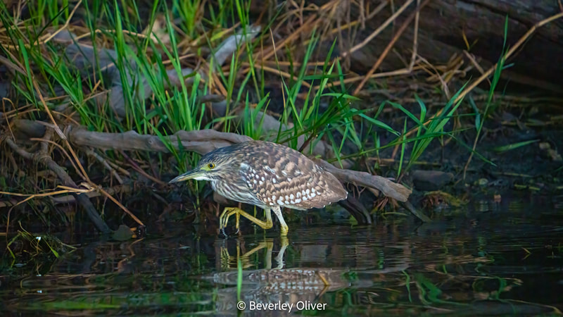 A juvenile heron standing in shallow water amidst green grass and twigs.