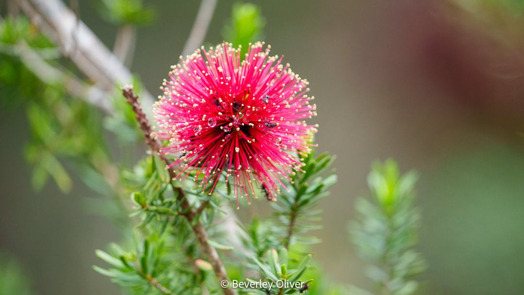 A close-up of a vibrant pink flower with long, thin stamens surrounded by green foliage.