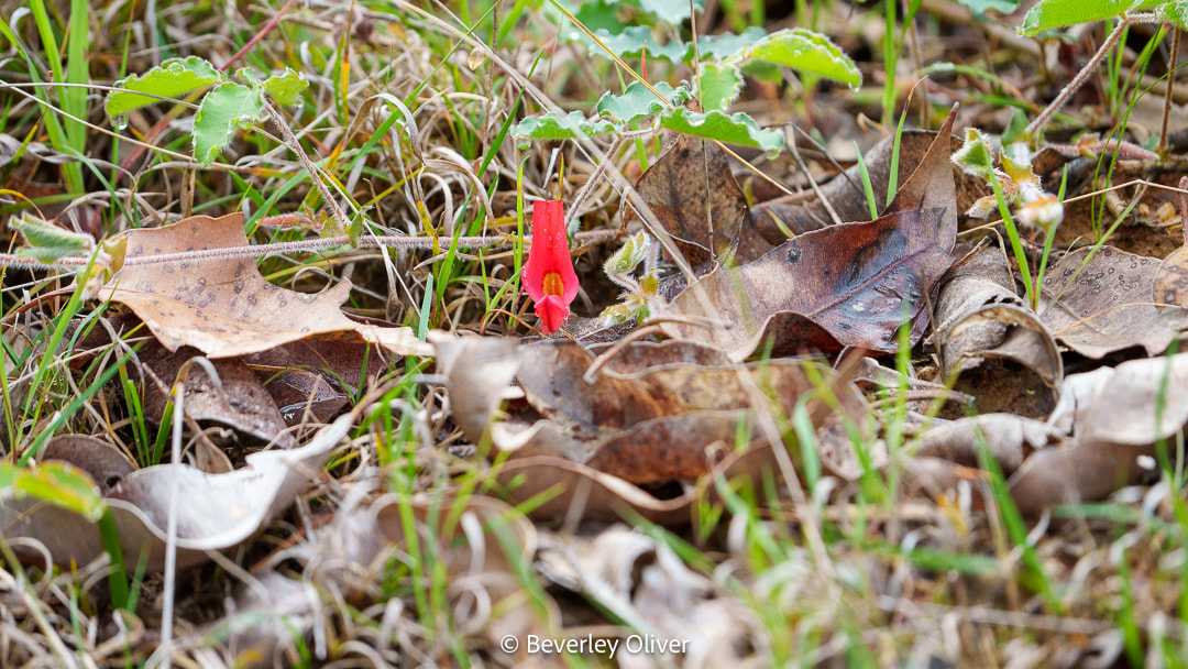 A vibrant red flower emerging among fallen leaves and grass in a natural setting.