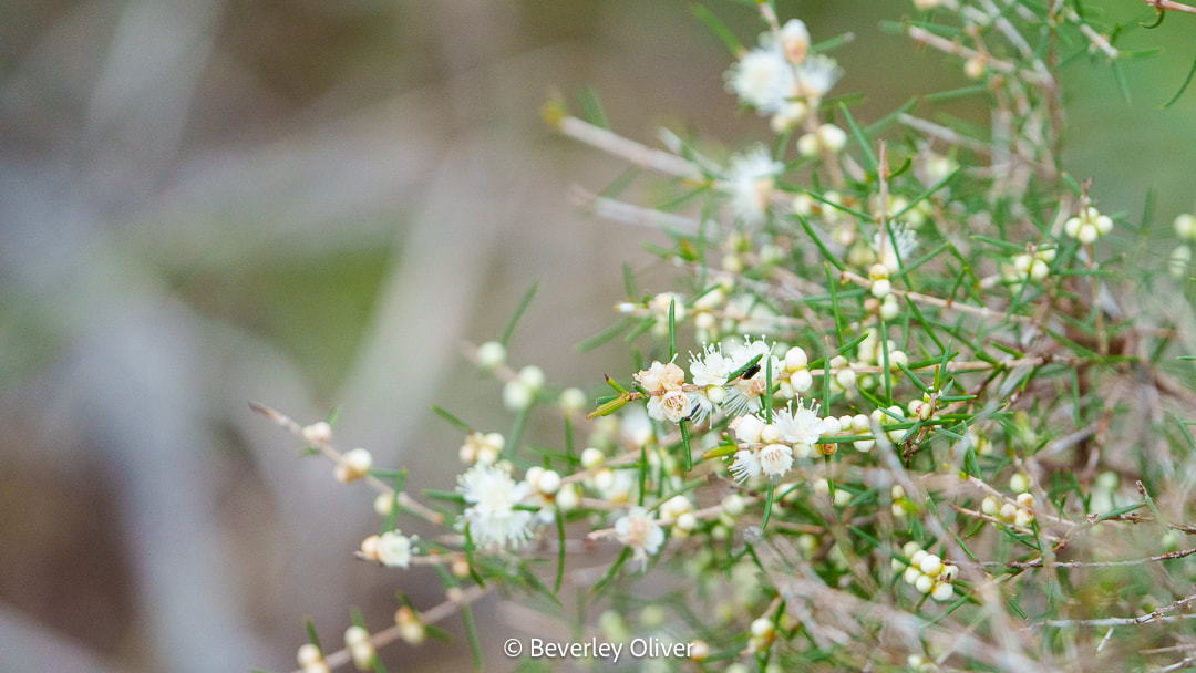 Close-up of white flowers with green foliage, showcasing delicate blossoms and small buds.