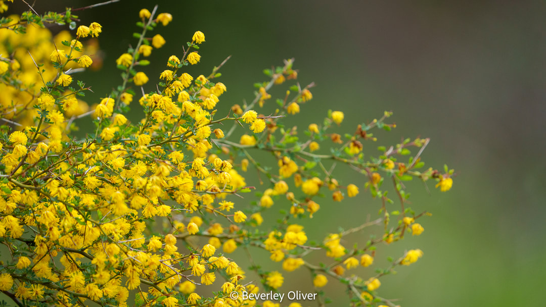Close-up of a bush with vibrant yellow flowers against a blurred green background.