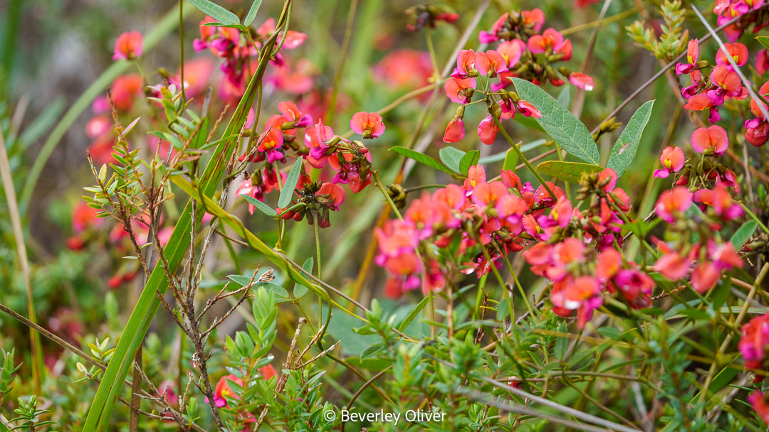 A close-up view of vibrant pink flowers among green foliage, showcasing a mix of floral blooms and leaves in a natural setting.