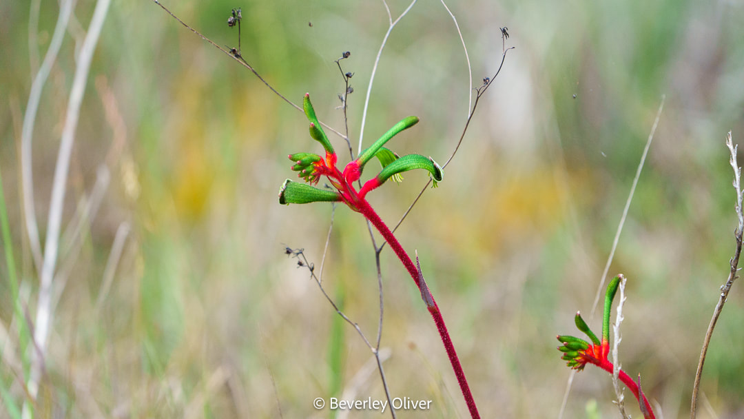 A close-up of a red and green flower with a slender stem, surrounded by blurred green grass and weeds.