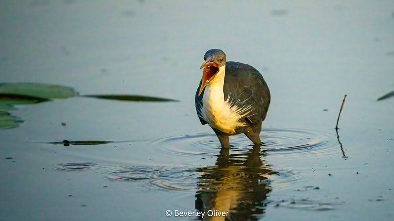 A heron standing in shallow water with its mouth open, surrounded by lily pads and reflecting the early morning light.