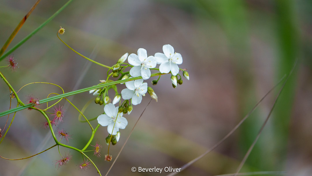 Close-up of delicate white flowers with green buds, growing on a thin stem, surrounded by soft green background.