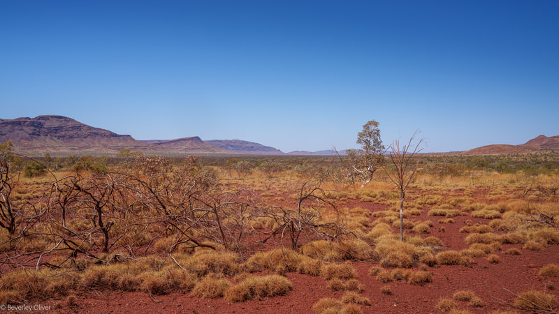 A wide view of a red desert landscape featuring sparse vegetation, dry shrubs, and distant mountains under a clear blue sky.
