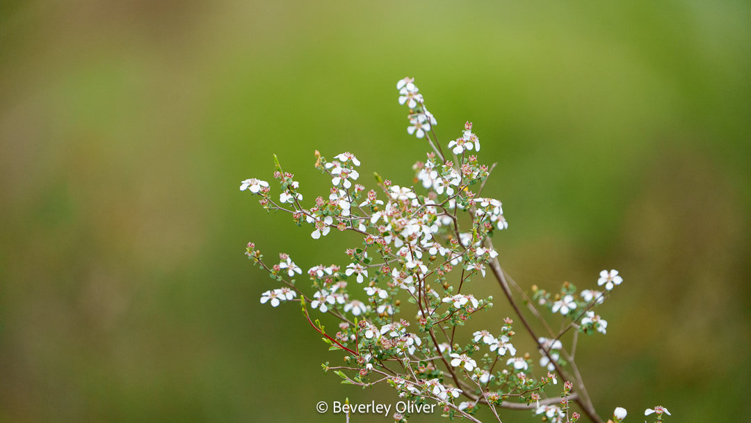 Close-up of a flowering branch with small white blossoms against a blurred green background.