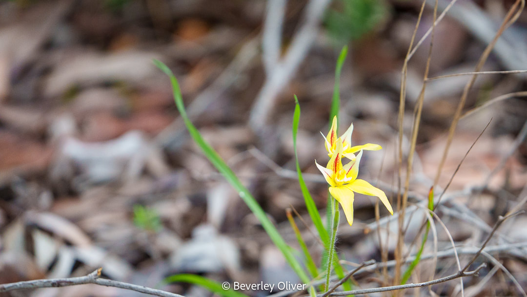 A close-up view of a yellow orchid flower surrounded by brown leaves and green grass.