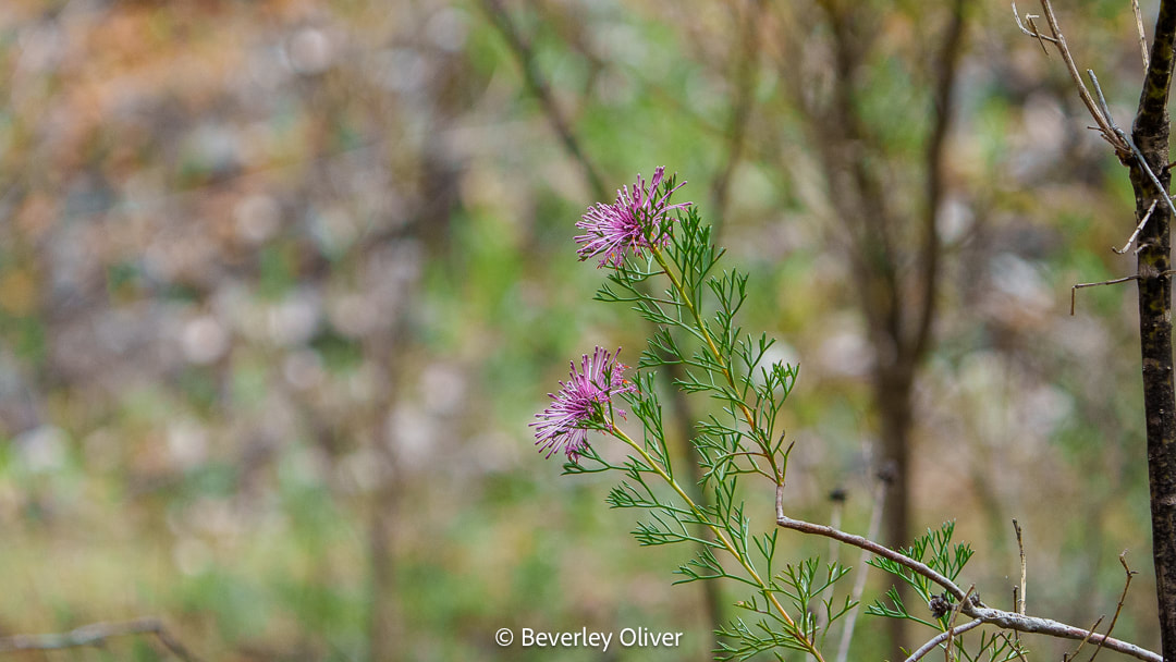 A close-up of a branch with delicate pink flowers and feathery green leaves against a blurred natural background.