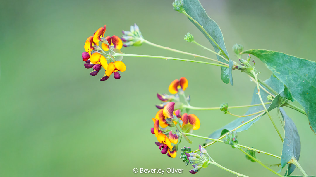 Close-up of vibrant yellow and purple flowers on green stems against a blurred background.