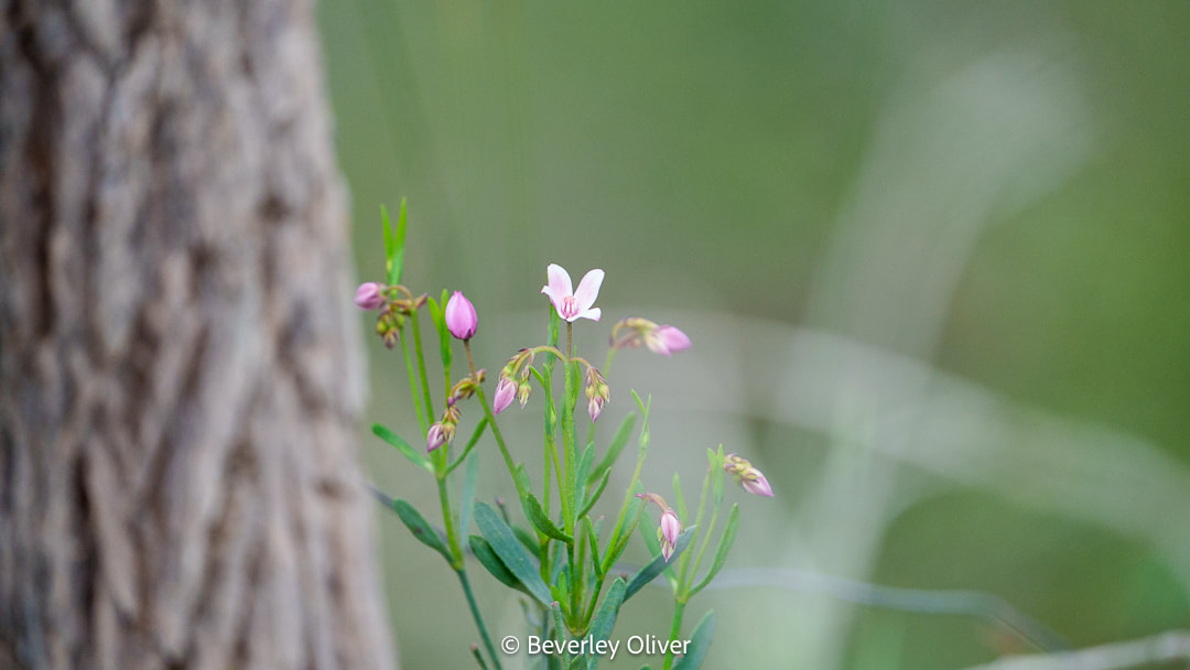A close-up image of pink wildflowers blooming alongside a tree trunk, set against a soft green background.