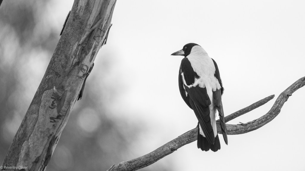 A black and white photograph of a bird perched on a branch, facing away from the viewer. The background is softly blurred.