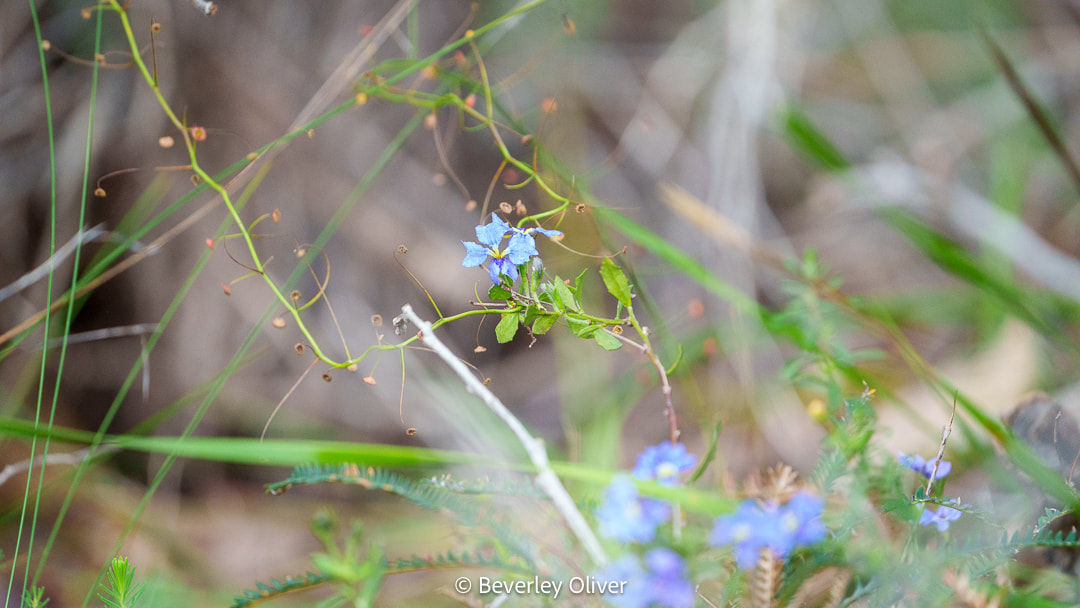 A close-up of delicate blue flowers nestled among green foliage and thin, winding stems in a natural setting.