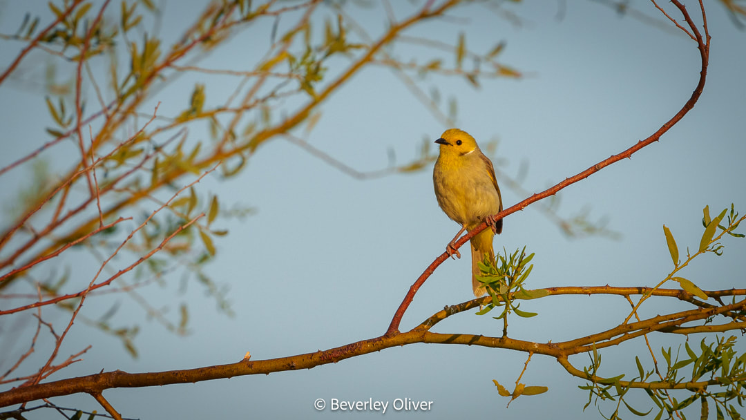 A yellow bird perched on a branch with green leaves against a clear sky.