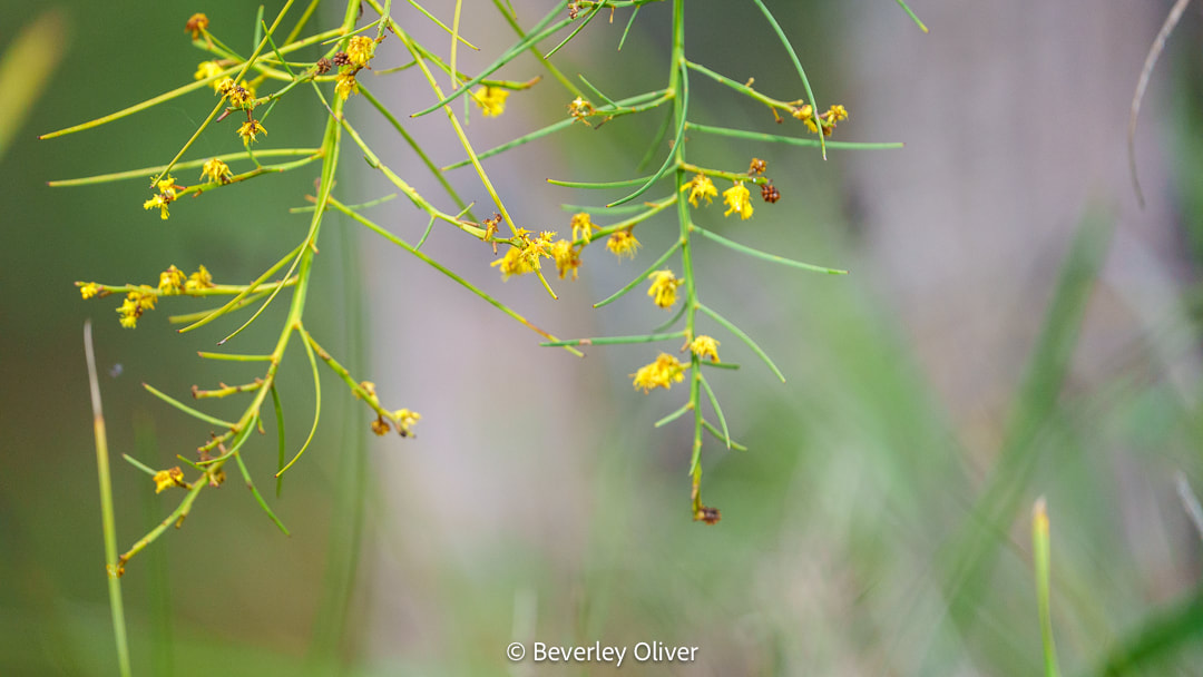 Close-up of delicate green branches with small yellow flowers against a blurred natural background.