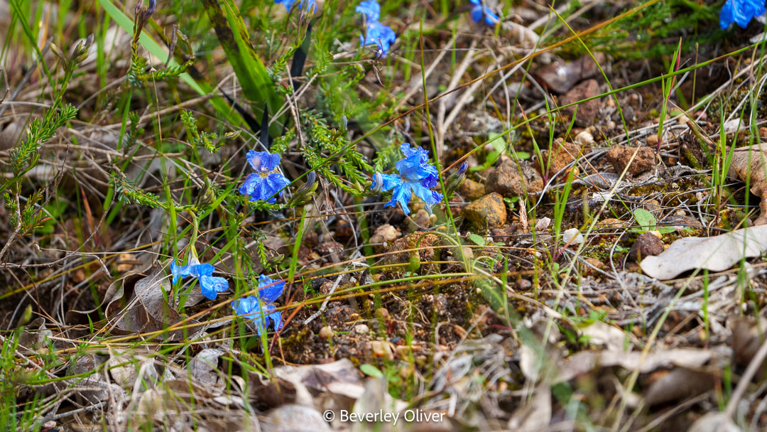 A close-up view of vibrant blue flowers growing among grass and rocky soil.