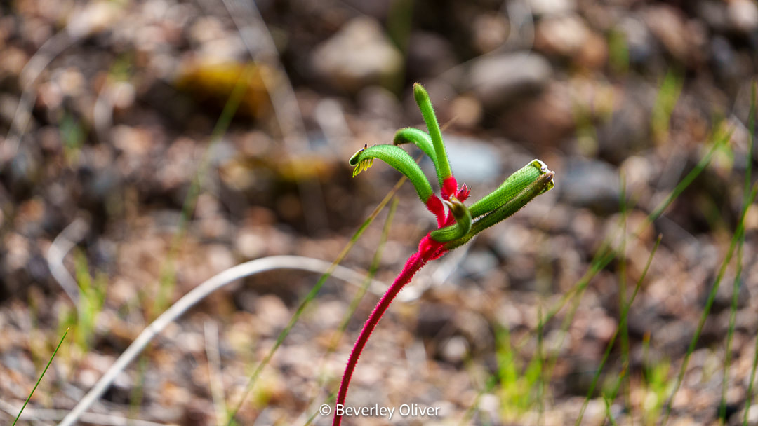 A close-up of a green plant with red stems and small leaves, growing among pebbles in a natural setting.