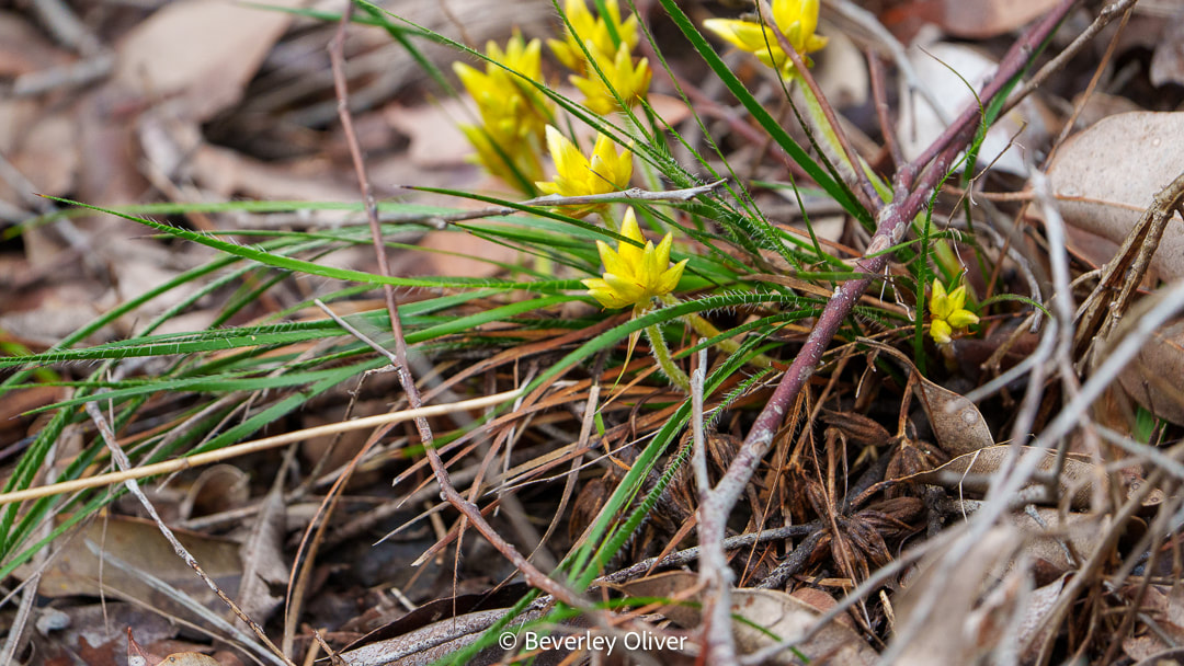 Close-up of yellow flowering plants surrounded by green grass and dry leaves on the ground.