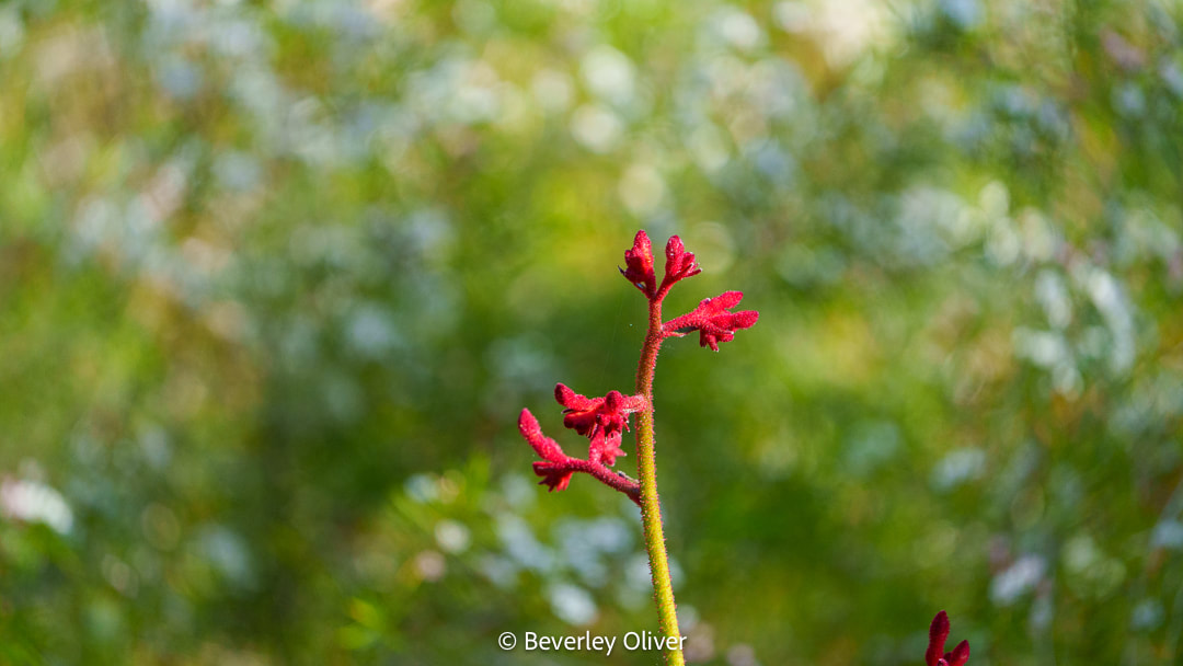 A close-up of a vibrant red flower with fuzzy petals against a blurred green background.