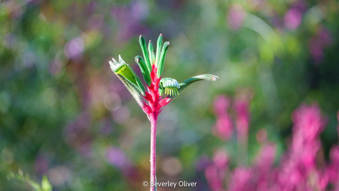 A close-up of a vibrant plant with green leaves and a red stem, standing out against a blurred background of pink and green foliage.
