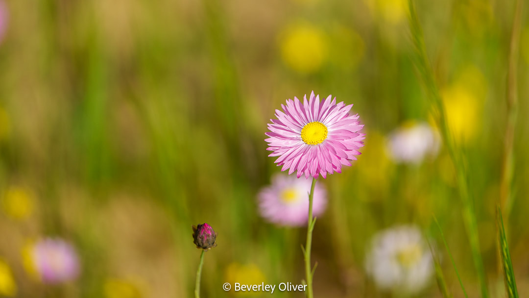 A close-up image of a pink daisy flower with a yellow center, standing out against a blurred background of green grass and various wildflowers.