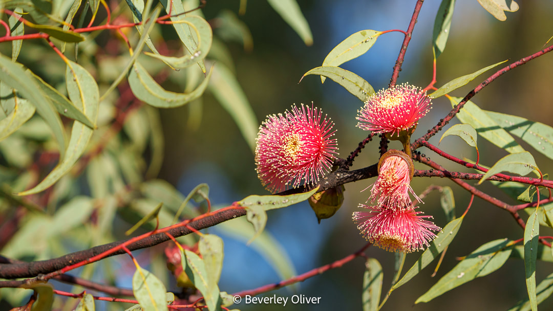 Close-up of vibrant pink flower clusters on a eucalyptus branch, surrounded by green leaves.