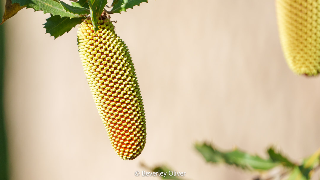 Close-up of a cylindrical, greenish-yellow seed pod hanging from a branch, with a textured, honeycomb-like surface.