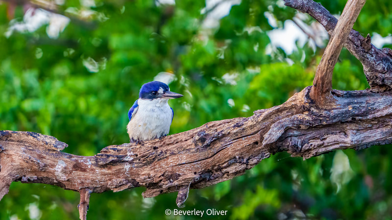 A small blue and white bird perched on a branch surrounded by green foliage.