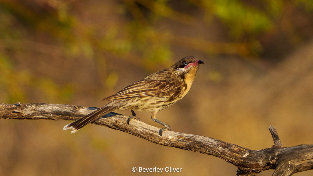 A bird perched on a branch, exhibiting a mix of brown and cream feathers with a distinctive pinkish hue on its face.