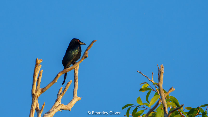A black bird perched on a branch against a clear blue sky.