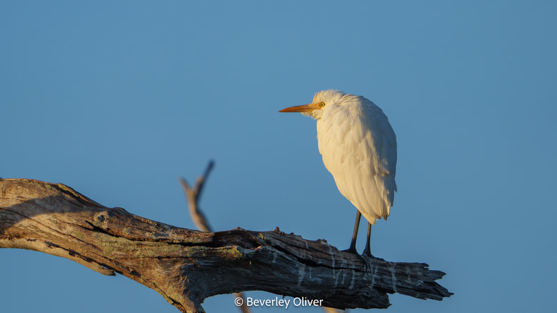 A white bird perched on a wooden branch with a blue sky background.