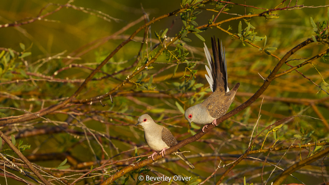 Two birds perched on a branch, with one bird in flight and the other standing still, surrounded by green foliage.