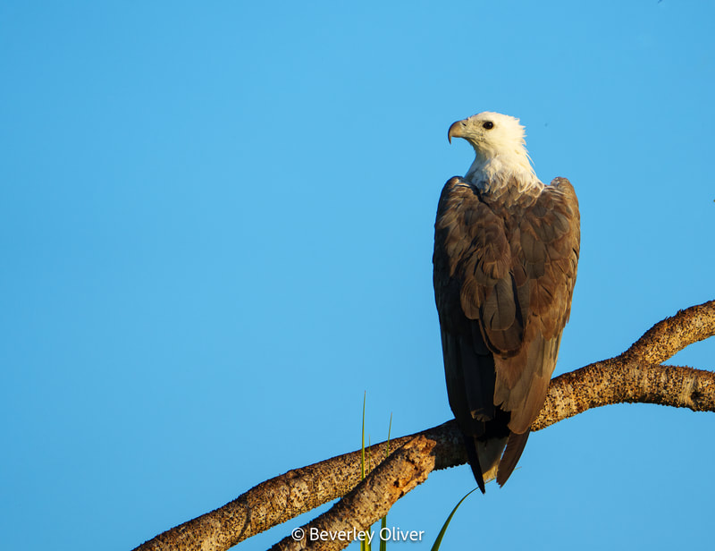 A majestic eagle perched on a branch against a clear blue sky.