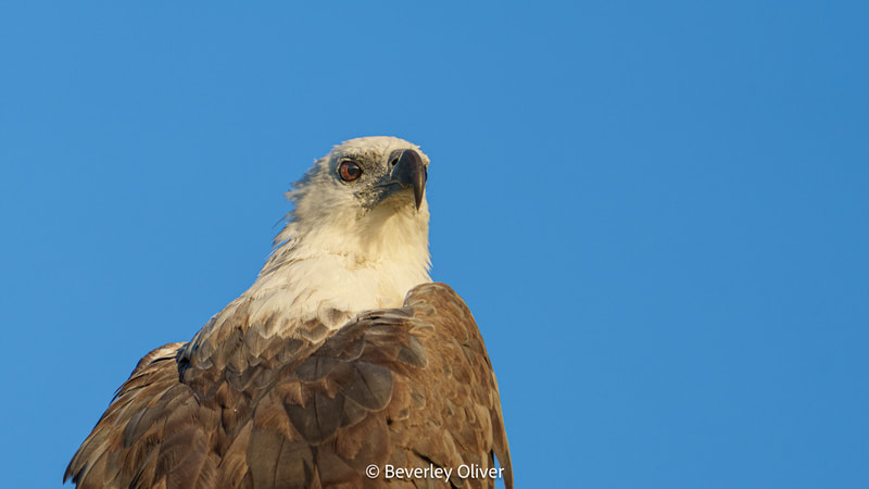 Close-up of an eagle with a sharp gaze against a clear blue sky.