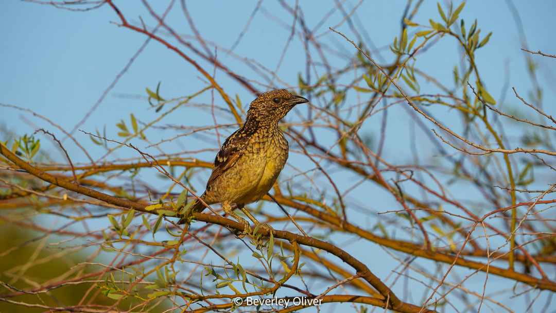 A bird perched on a slender branch, surrounded by green leaves and a clear blue sky.