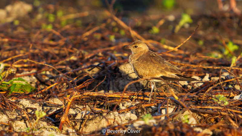 A small bird standing on the ground among branches and green plants.