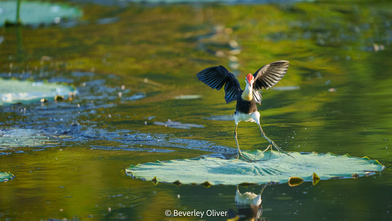 A bird with a black and white body stands on a large lily pad in a tranquil pond, with its wings spread wide, ready to take flight.