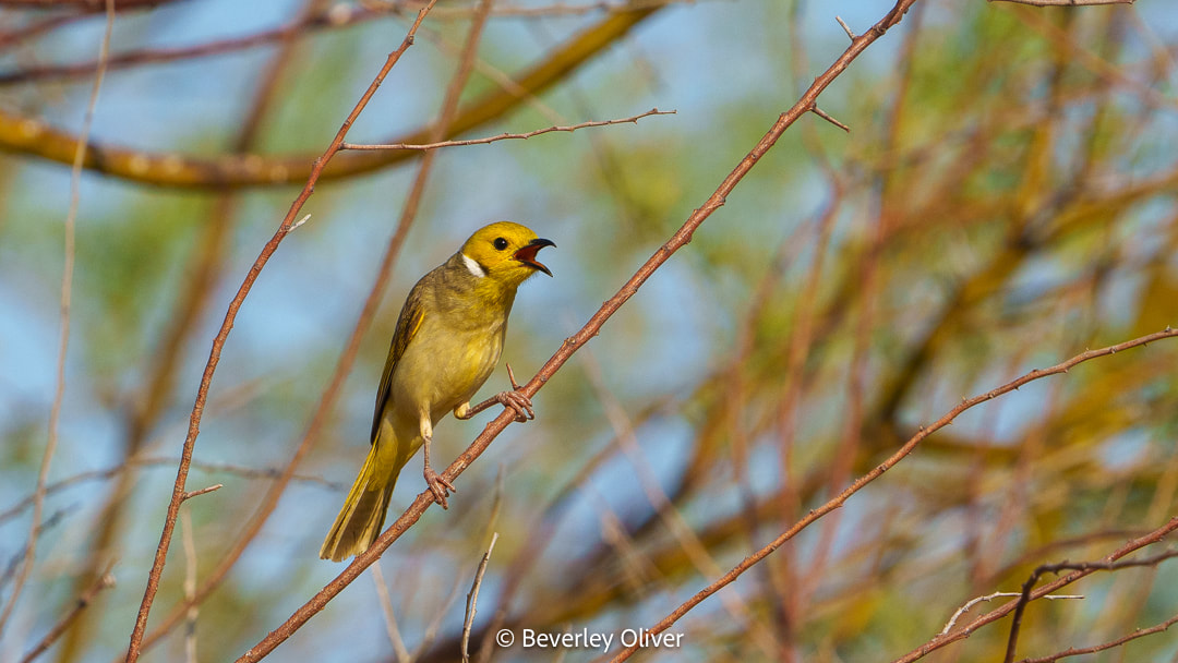 A yellow bird with a dark crown perched on a branch, singing against a blurred green background.