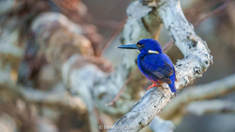 A vibrant blue kingfisher perched on a branch, showcasing its striking colors and features.
