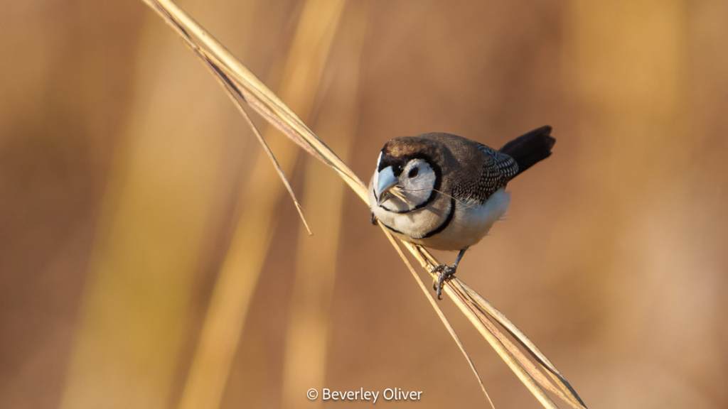 A close-up of a small bird perched on a thin branch, surrounded by a soft, blurred background of golden grasses.