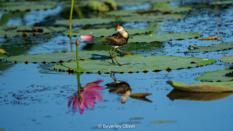 A bird standing on a lily pad in a pond, reflecting in the water, with pink lotus flowers in the background.