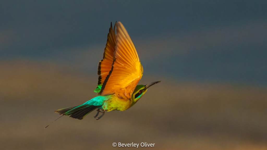 A vibrant bird in flight with bright orange and turquoise plumage, set against a blurred background.